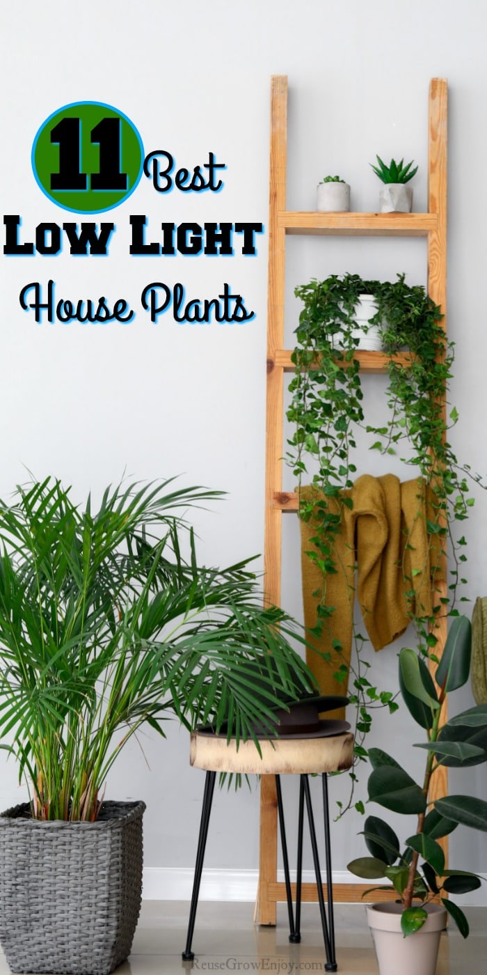 Room with wood ladder with house plants. Edge of chair to right with more plants on the floor. Text overlay saying 11 Best Low Light House Plants