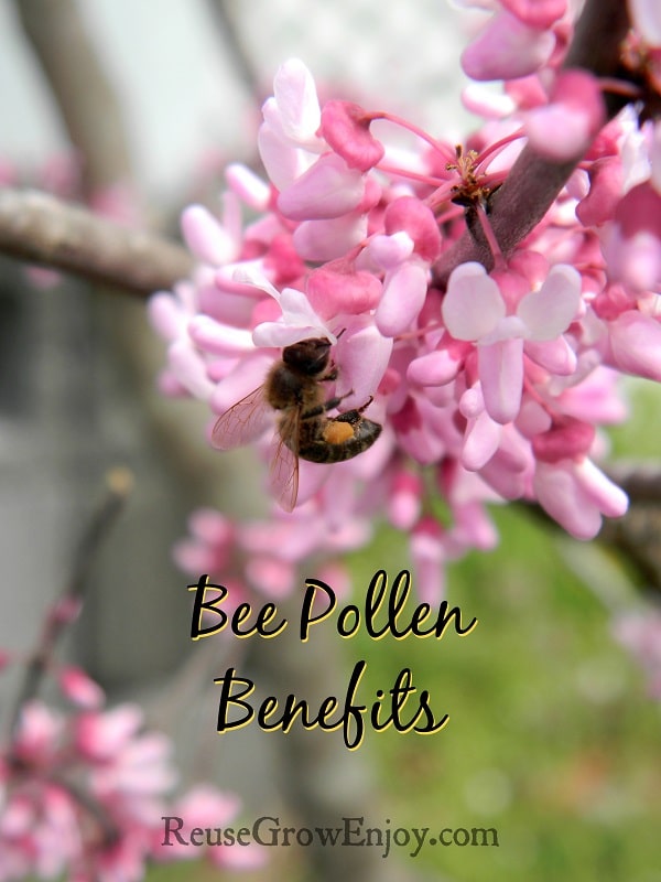 Bee with pollen sac on pink flowering tree with text overlay that says Bee Pollen Benefits