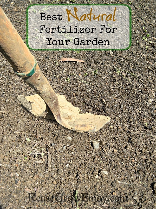 Shovel with wood handle scooping into soil