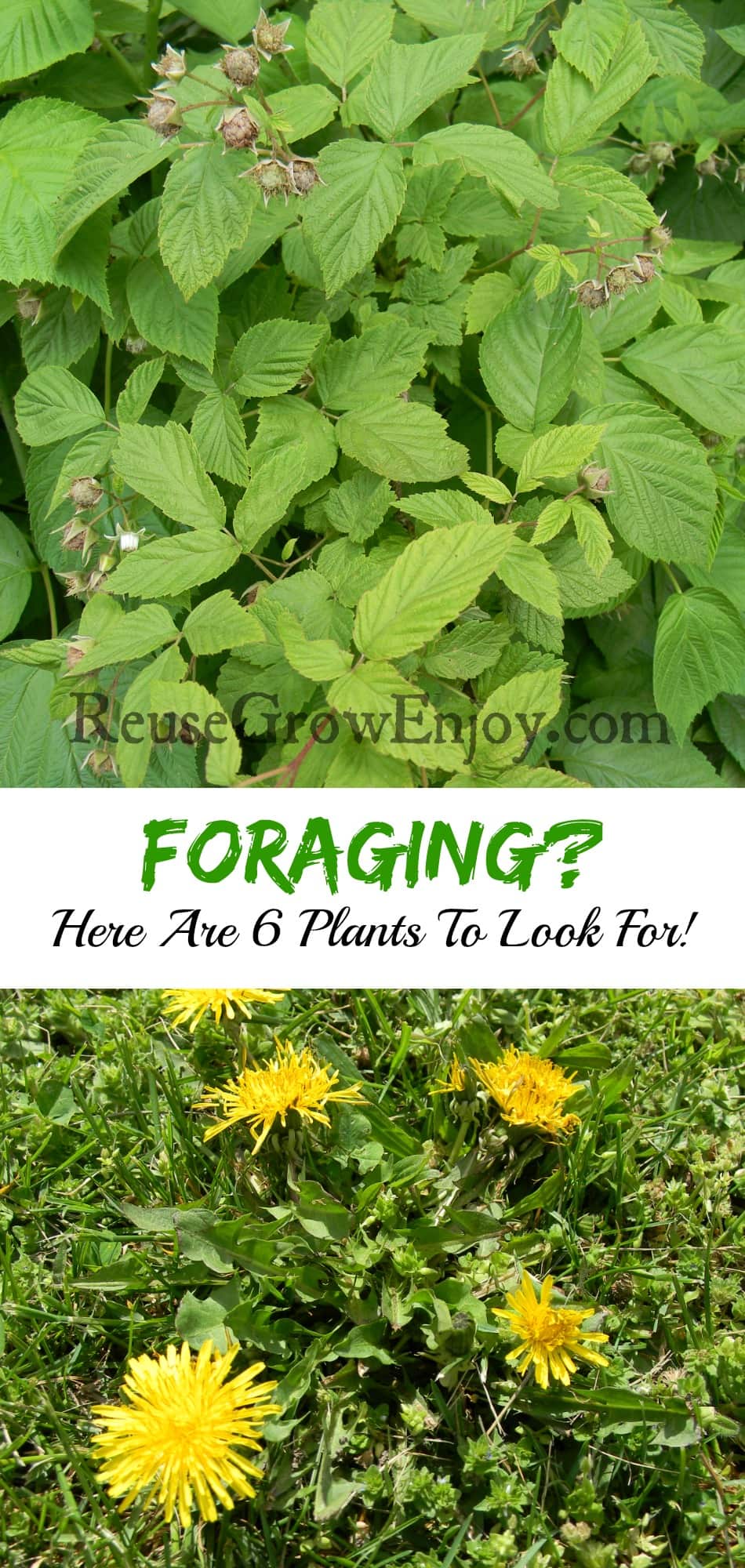 Foraging Here Are 6 Plants To Look For