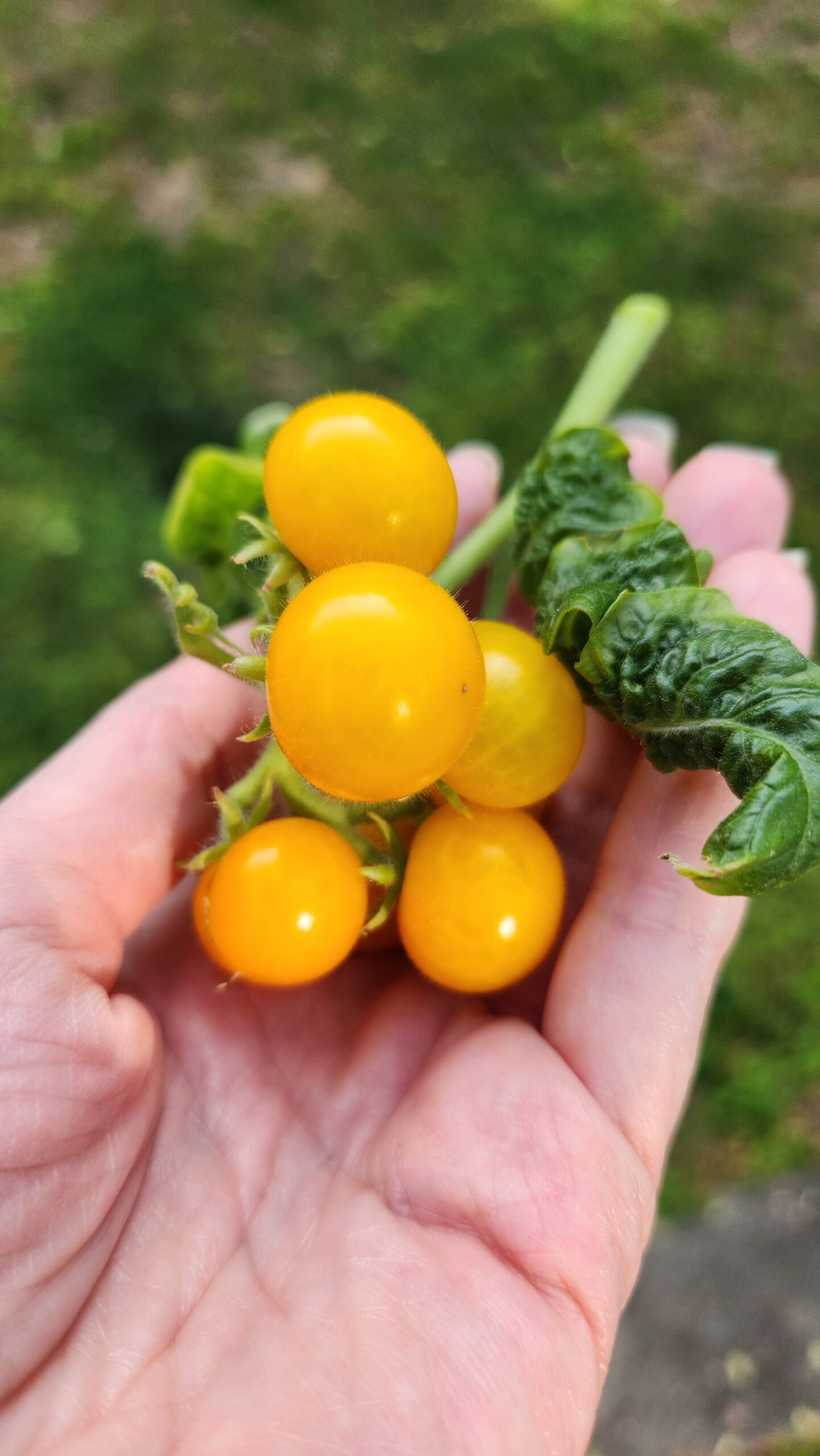 Hand holding fresh picked orange hat micro dwarf tomatoes with green grassy background.