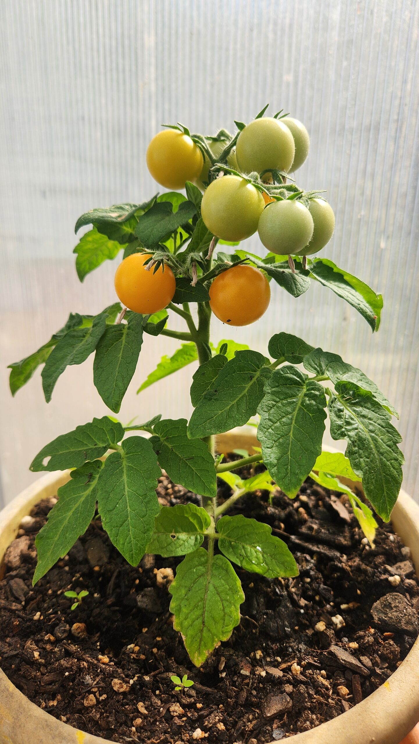 Small orange hat micro dwarf tomatoes plant with a few tomatoes turning orange.