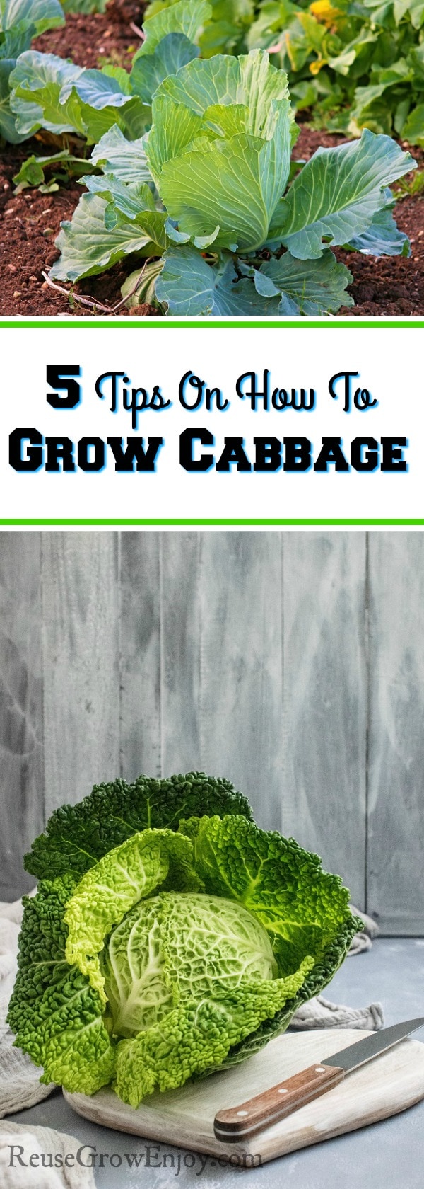 Thinking about growing cabbage in your garden? I will share with you 5 tips on how to grow cabbage.