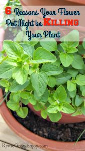 Do you grow in flower pots? If you have issues with your plants dieing, check out these 6 Reasons Your Flower Pot Might be Killing Your Plant!