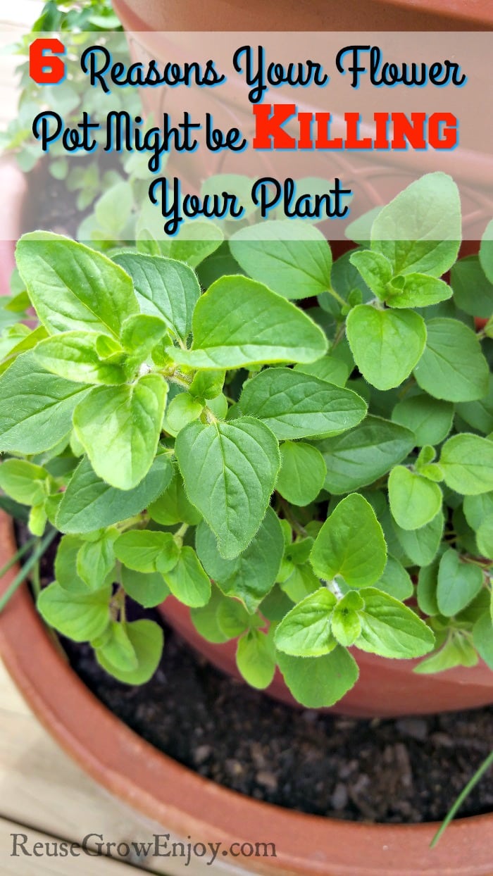 Do you grow in flower pots? If you have issues with your plants dying, check out these 6 Reasons Your Flower Pot Might be Killing Your Plant!