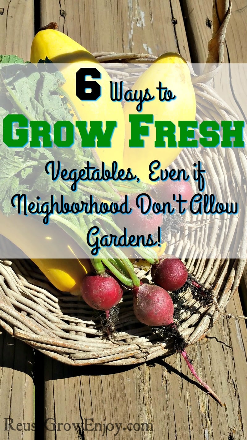 Thinking you want to grow fresh vegetables but gardens are not allowed in your area? Check out these 6 Ways to Grow Fresh Vegetables Even if Your Neighborhood Association Doesn't Allow Gardens!