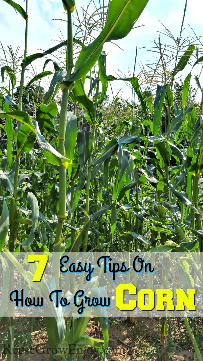 Thinking about growing corn in your garden? Check out these 7 Easy Tips On How To Grow Corn! Bet you did not know about #4!