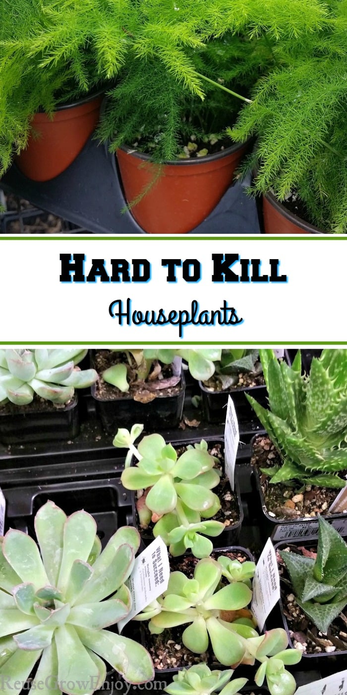 Are you someone that is not great at growing things but what to freshen up the house with a few plants? You may want to check out these 7 Hard to Kill Houseplants!