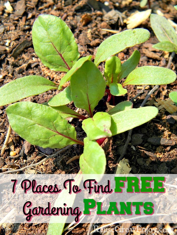 Small beet plants just coming up through the soil. Text overlay that says 