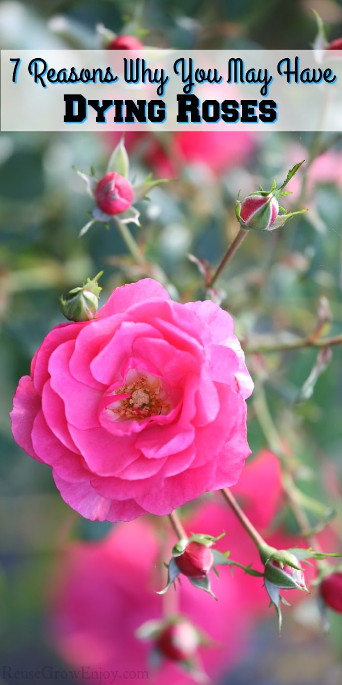 Pink roses on the bush with text overlay at the top saying "7 Reasons Why You May Have Dying Roses"