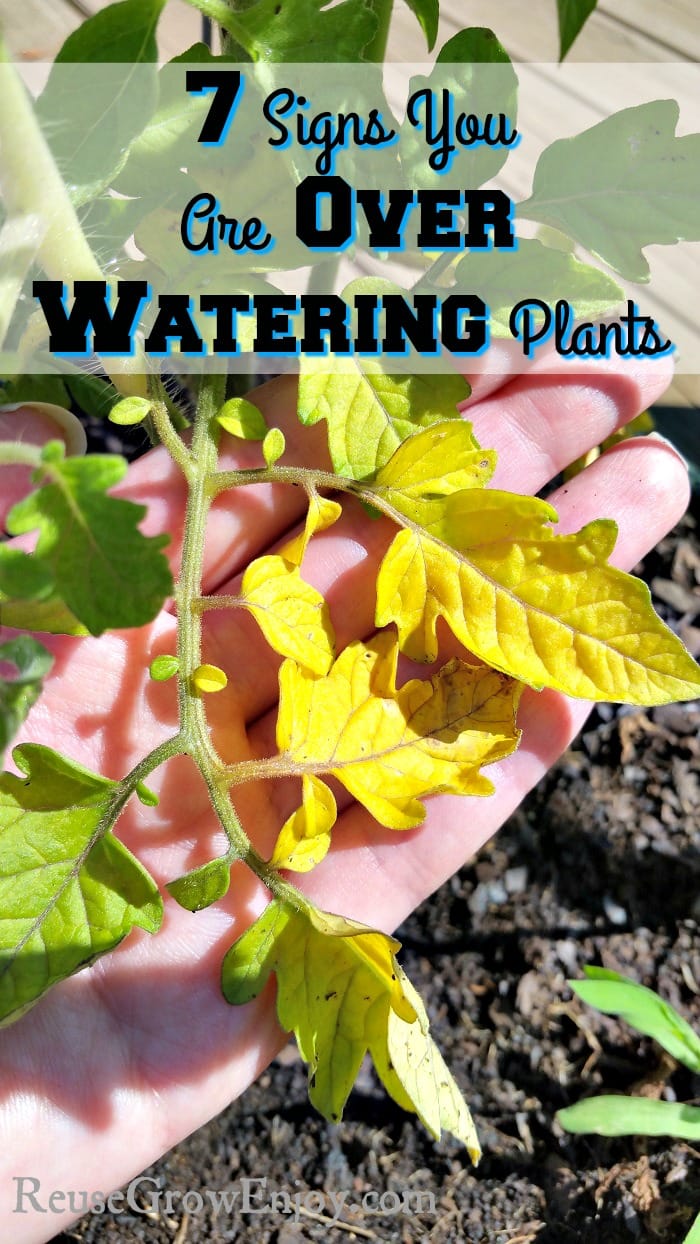 7 Signs You are Over Watering Plants