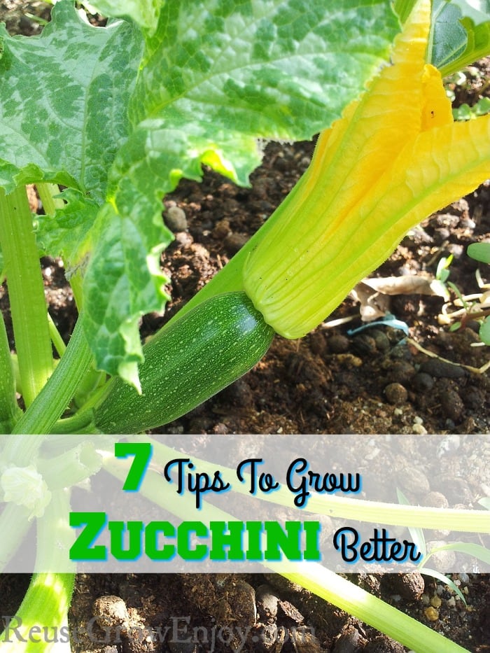 If you will be having a garden this year and think you may want to grow zucchini, check out these 7 Tips To Grow Zucchini Better!