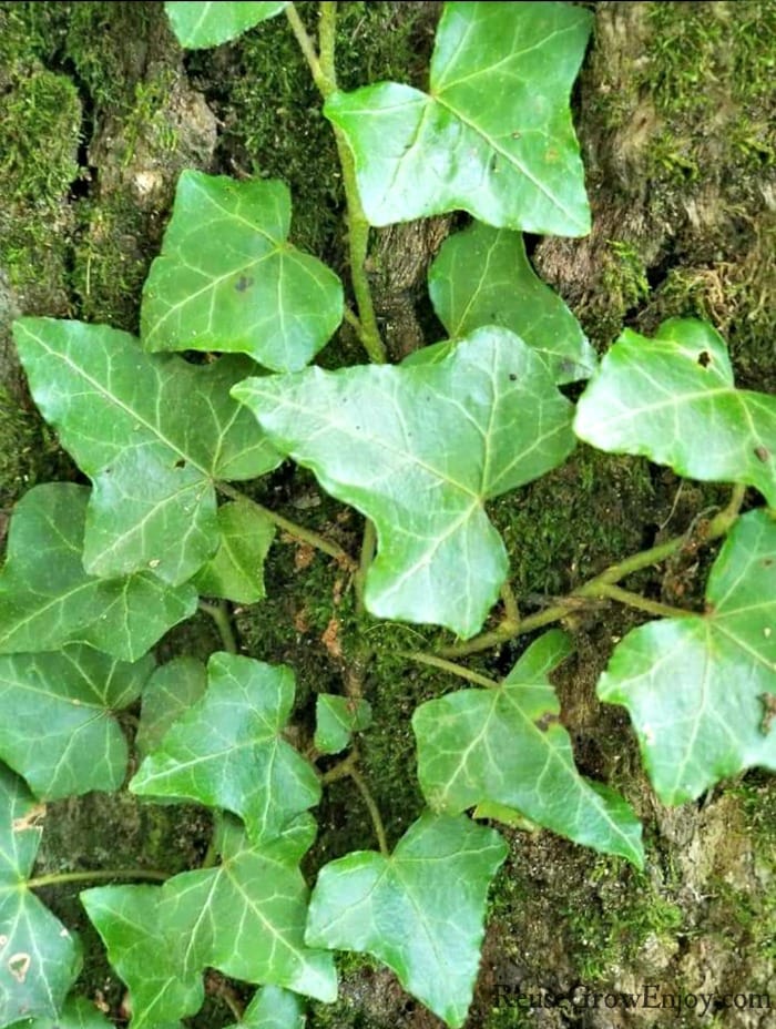 Climbing ivy growing up a tree