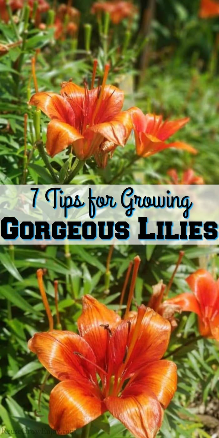 Orange lilies growing in sunlight with a text overlay that says "7 Tips For Growing Gorgeous Lilies"
