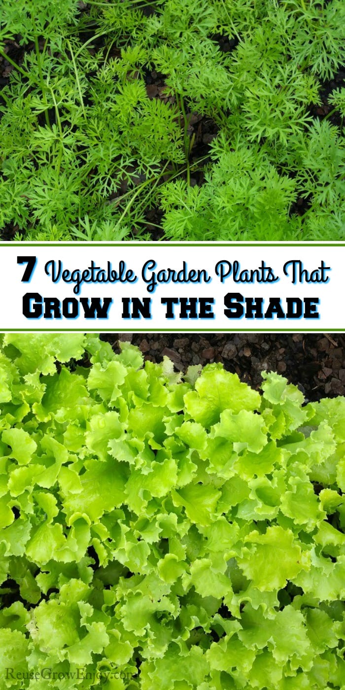 While it is ideal to grow a garden in sun, you can however also use shade areas to grow. Check out these 7 Vegetable Garden Plants That Grow in the Shade.