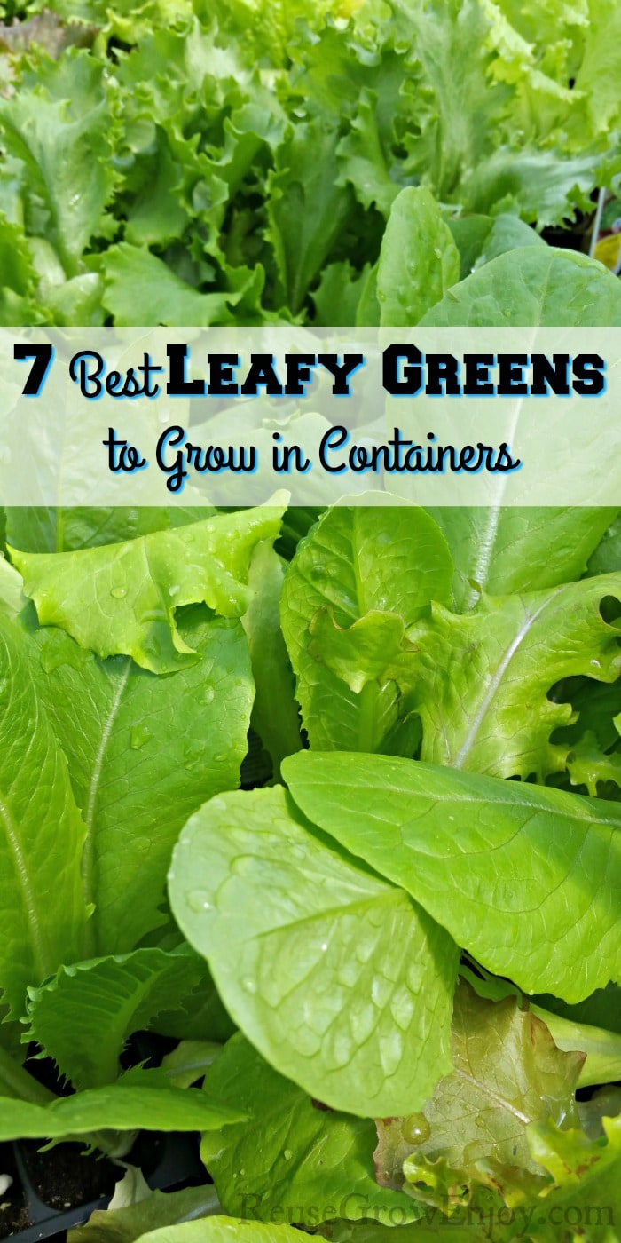 seedling leafy greens with a text overly that says 7 Best Leafy Greens To Grow In Containers 