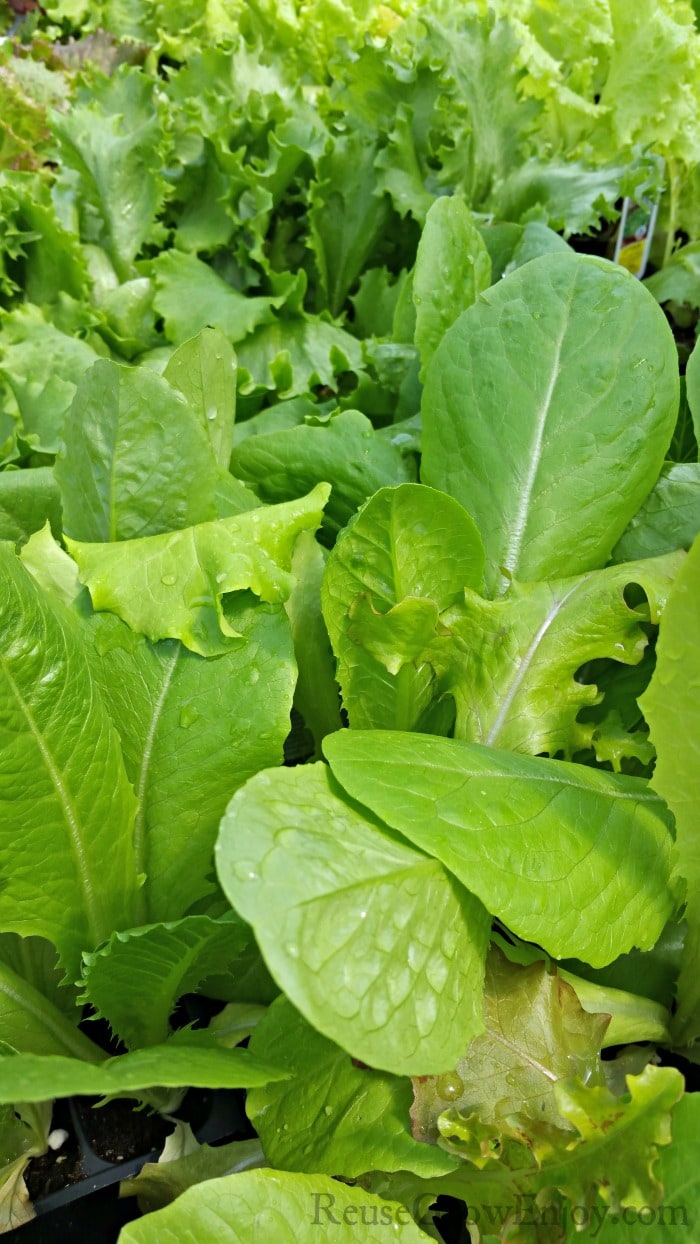 Leafy greens about 3 inches tall