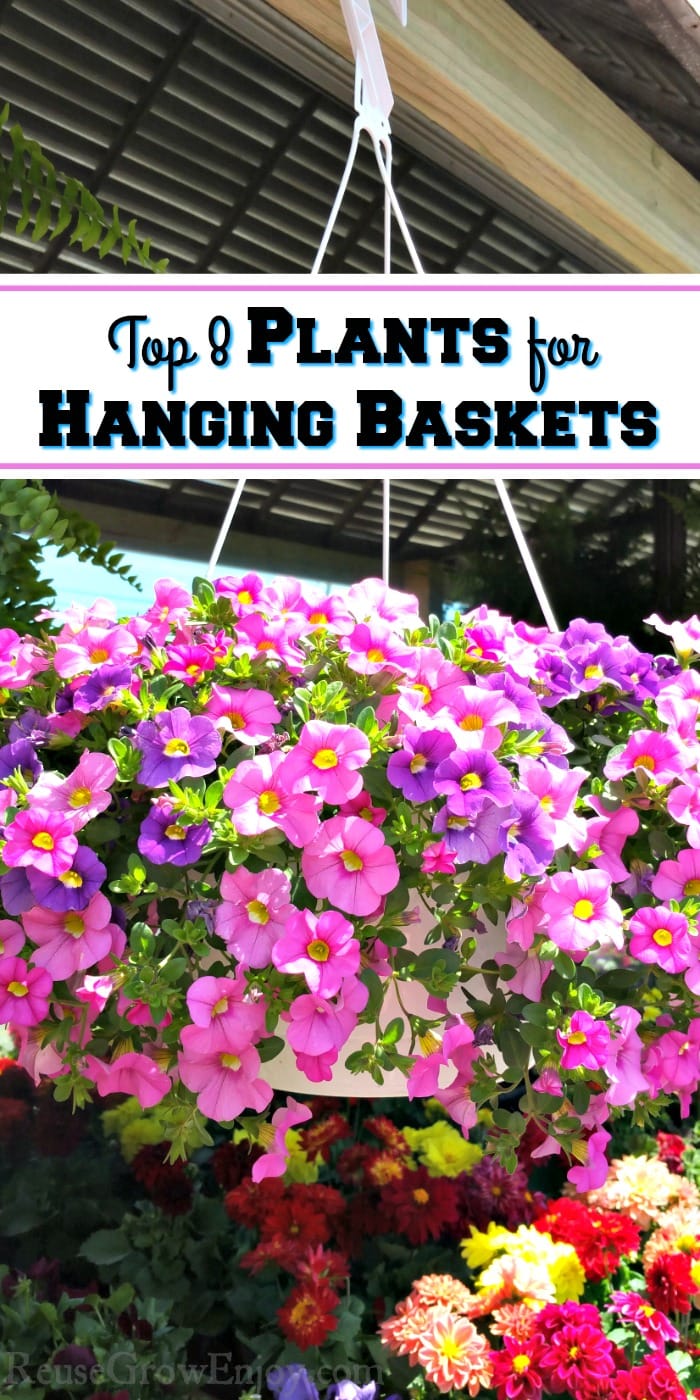 Large hanging basket with purple and pink flowers. Text overlay that says Top 8 Plans for Hanging Baskets