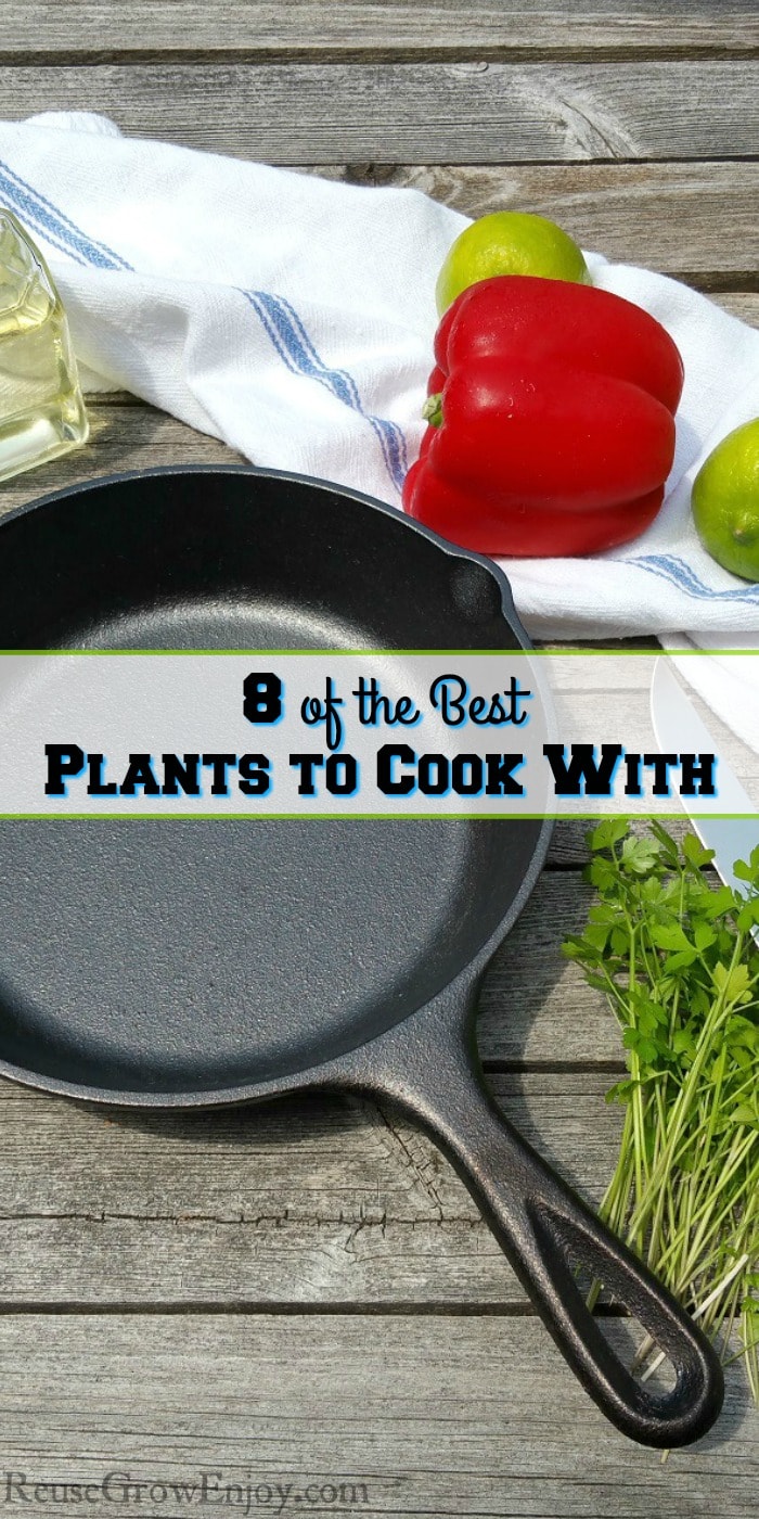 Want to grow a few plants but not sure what to grow? Why not grow something you can also cook with? Check out 8 of the Best Plants to Cook With.