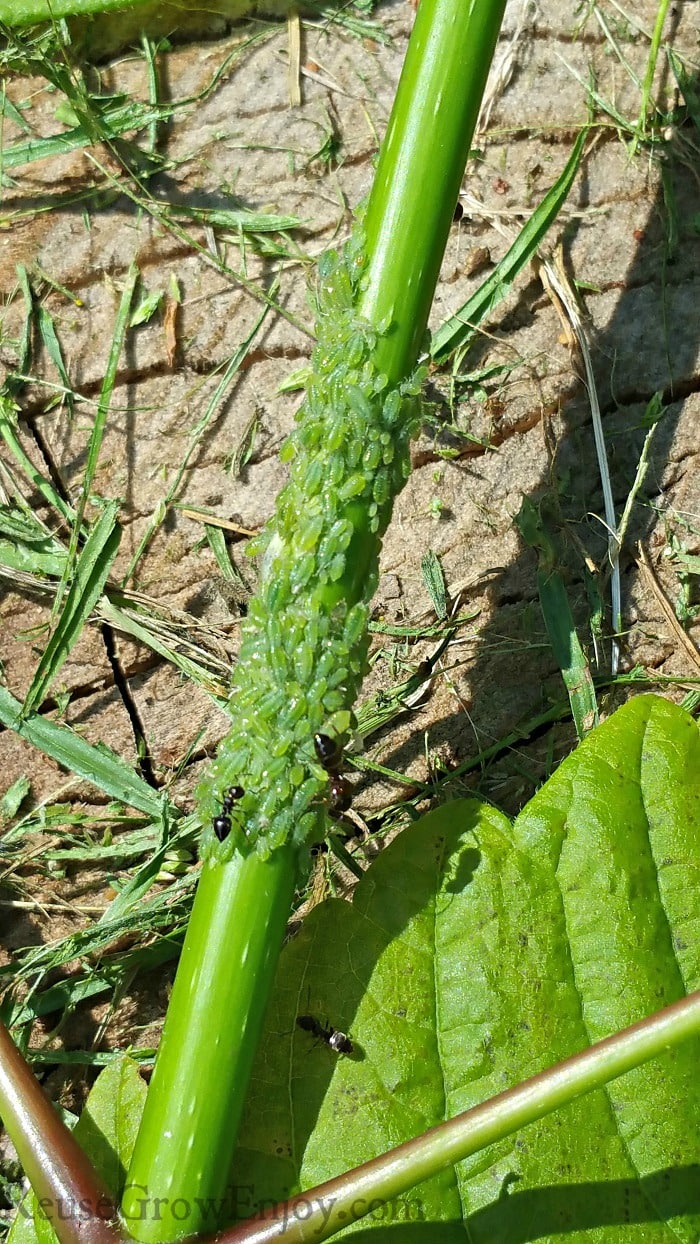 Ants eating aphids