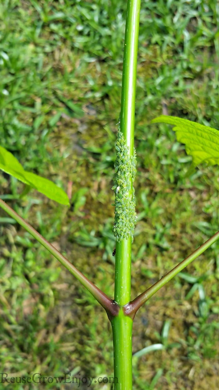 Aphids on a branch