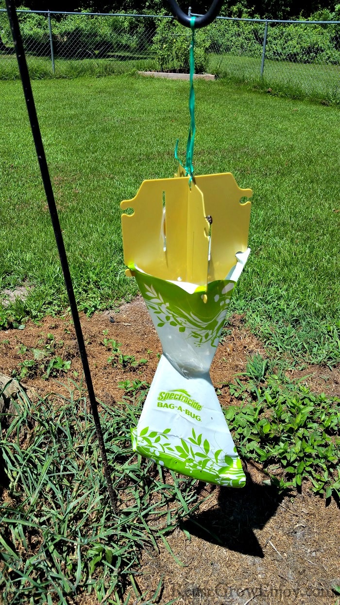 Bag a bug trap to catch June bugs.