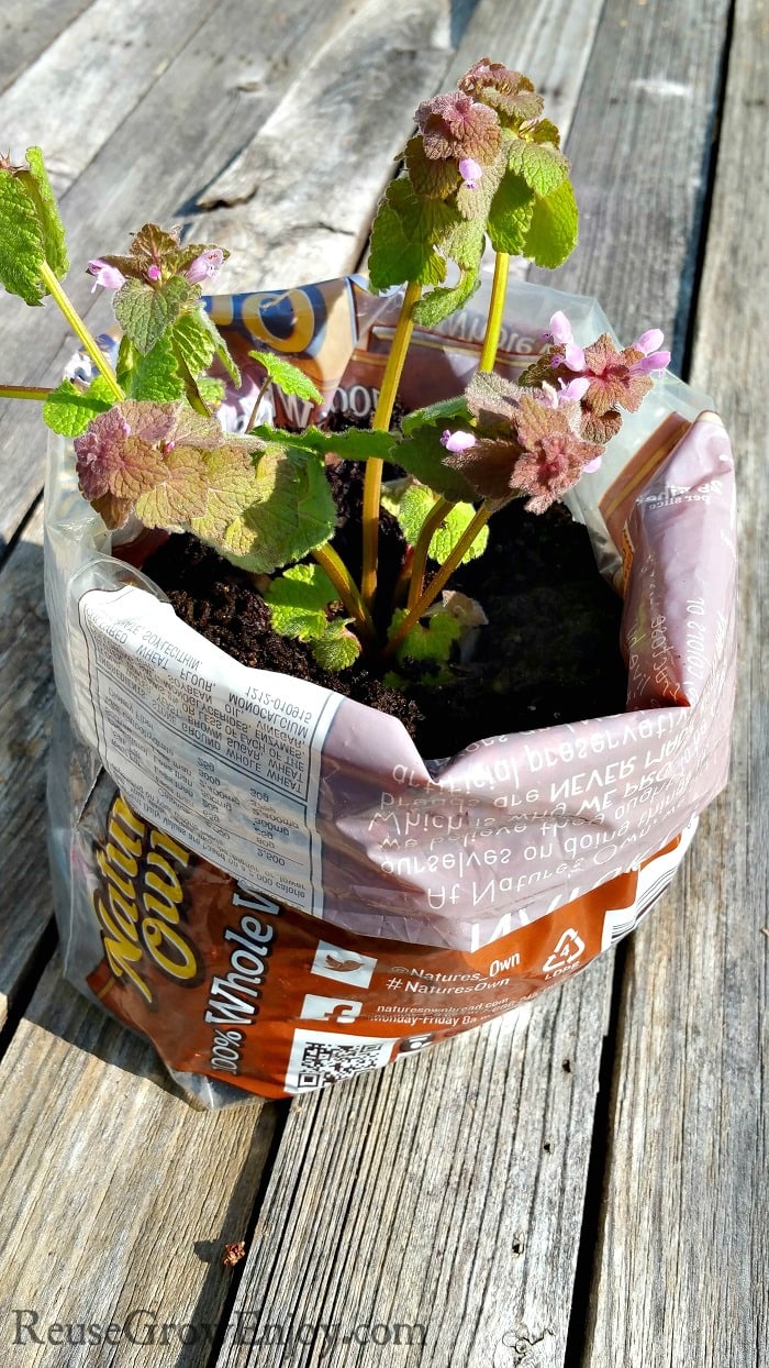 Plastic bread bag that is rolled down and filled with soil growing a plant