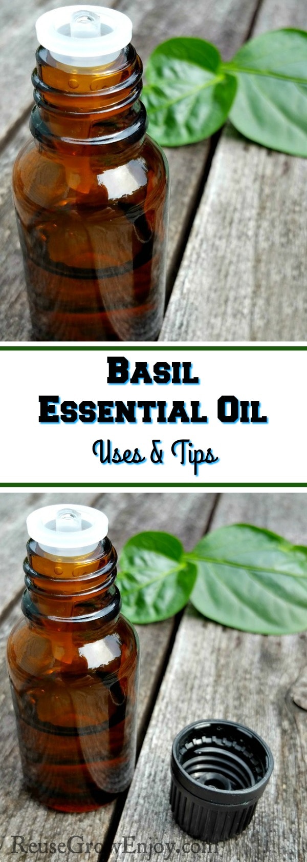 Wanting to learn a little about Basil Essential Oil? I will teach you what Basil Essential Oil is and what it is good for!