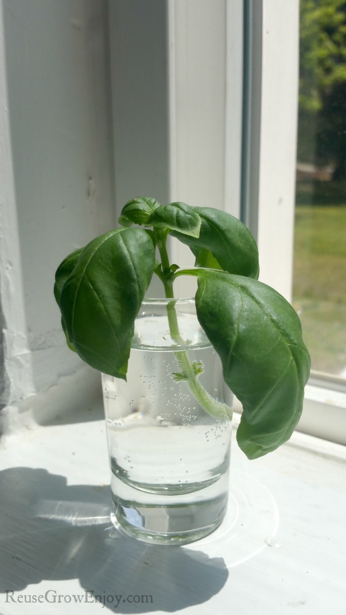 Basil cutting in water in window