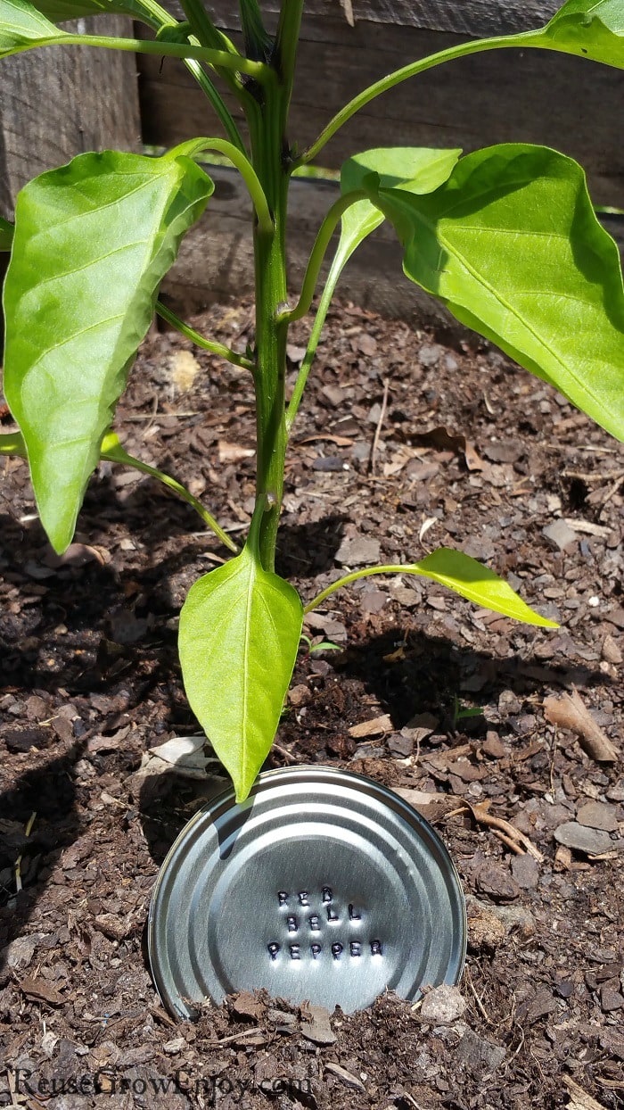 Can top garden marker that says red bell pepper sitting in front of a pepper plant.