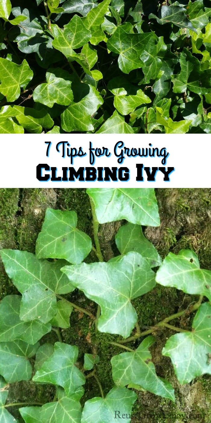 Ivy at top. Ivy growing up a tree at bottom. Middle is a text overlay that says "7 Tips For Growing Climbing Ivy"