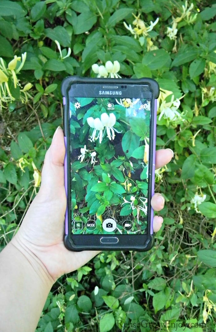 7 Apps To Help You Identify Plants Reuse Grow Enjoy