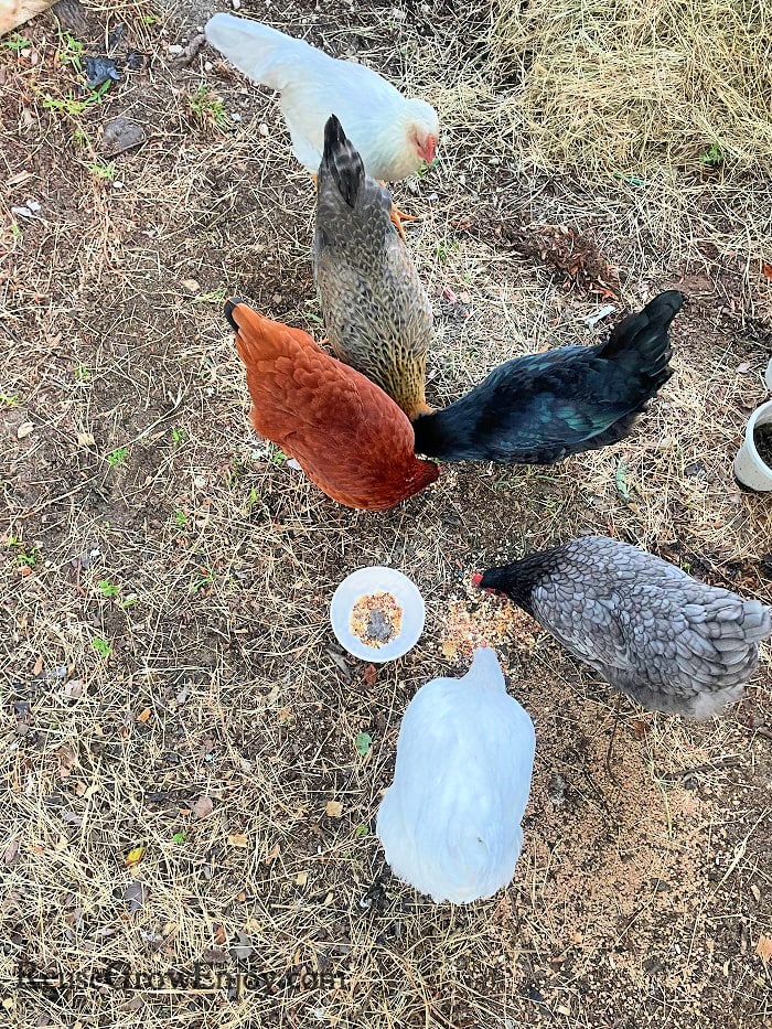 Different egg laying breeds of chickens eating seed off the ground