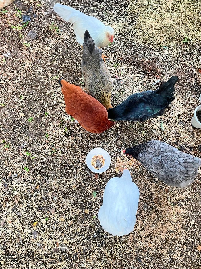 Silver Laced Brahma  Raising backyard chickens, Beautiful chickens,  Chickens backyard