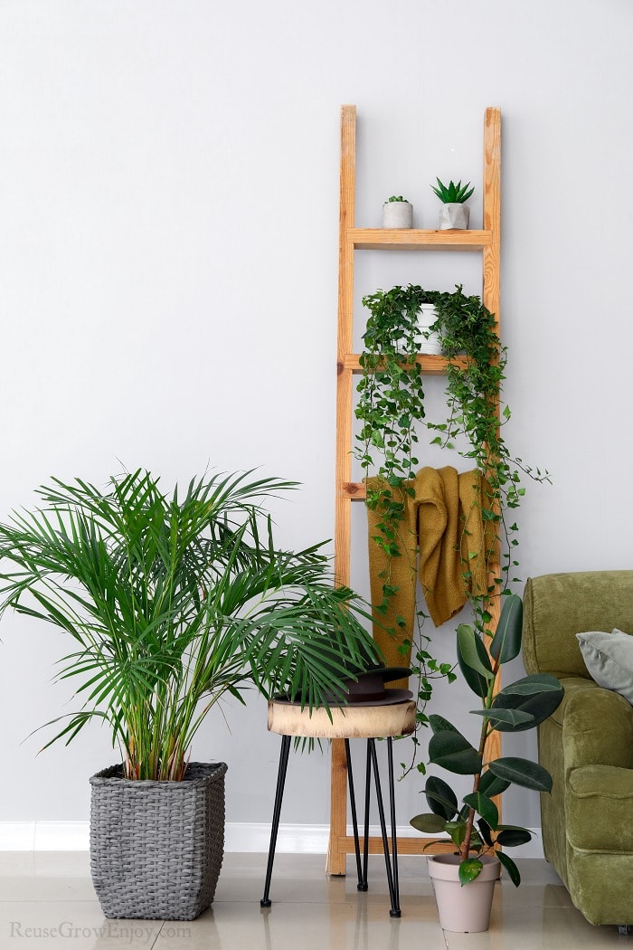 Room with wood ladder with house plants. Edge of chair to right with more plants on the floor.