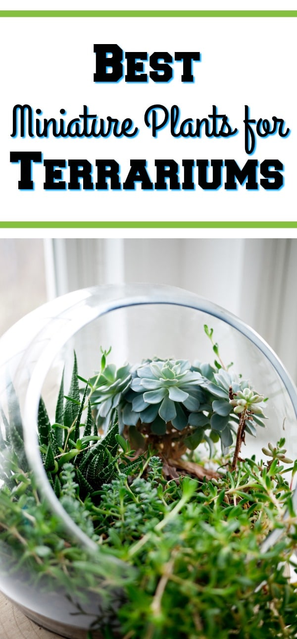 Are you thinking about adding a terrarium to your house? They really just add so much to a room! If you are, be sure to check out these Best Miniature Plants for Terrariums!