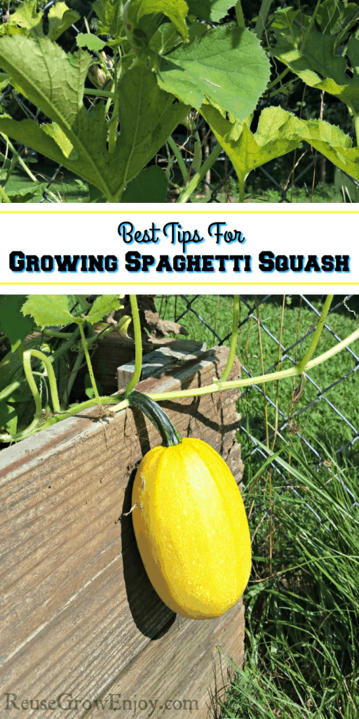 Best Tips For Growing Spaghetti Squash - Reuse Grow Enjoy