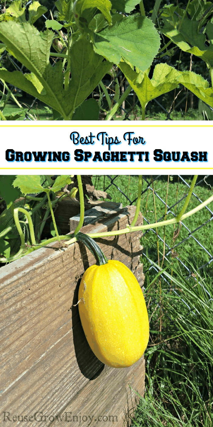 Spaghetti Squash hanging over side of wood raised bed. Text overlay in middle.
