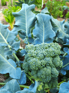 Broccoli plant growing in the garden