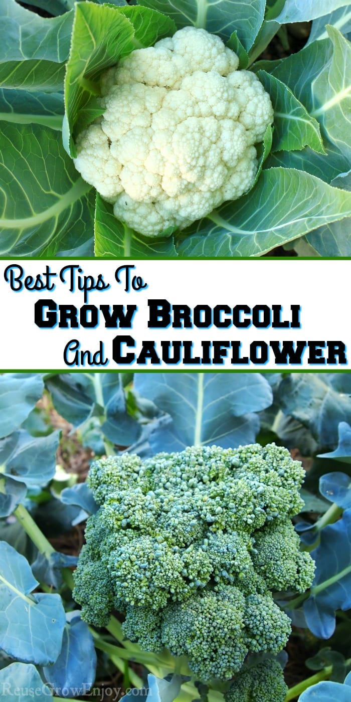 Cauliflower at top broccoli at the bottom. Text overlay in the middle that says Best Tips To Grow Broccoli And Cauliflower