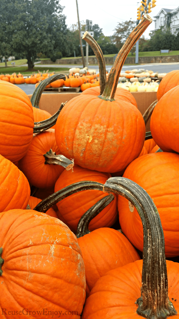 Bin of fresh picked pumpkins