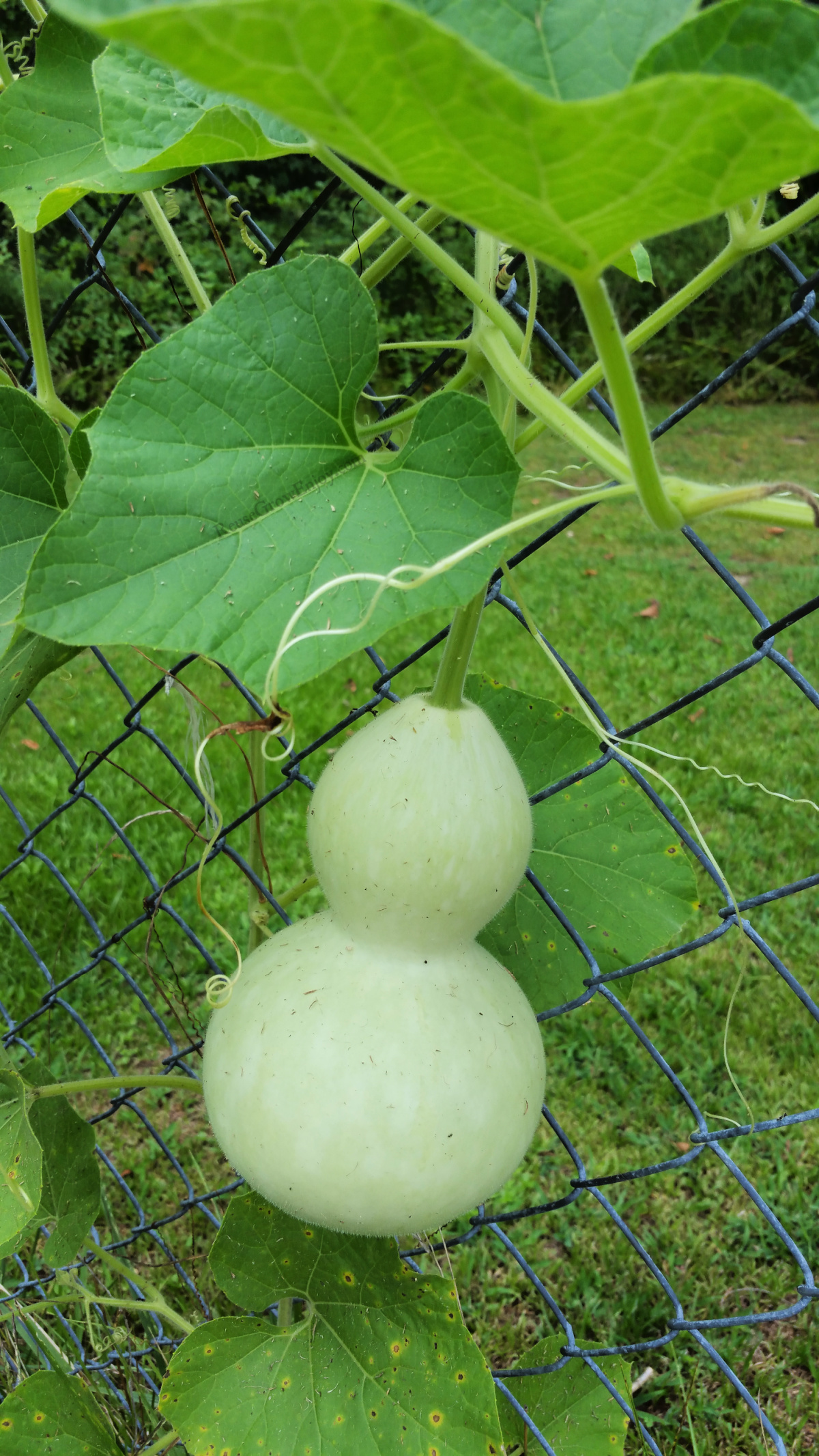 Birdhouse gourd growing on a vine