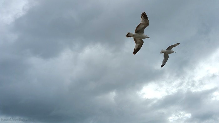 Birds in cloudy sky