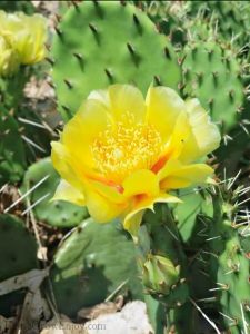 Yellow flower on a blooming cactus