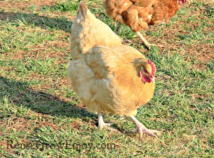 Buff Orpington Chicken