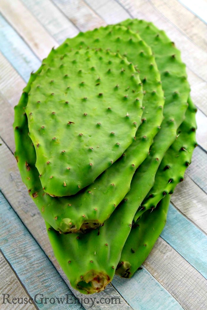 How to Pickle Cactus Nopales - Reuse Grow Enjoy