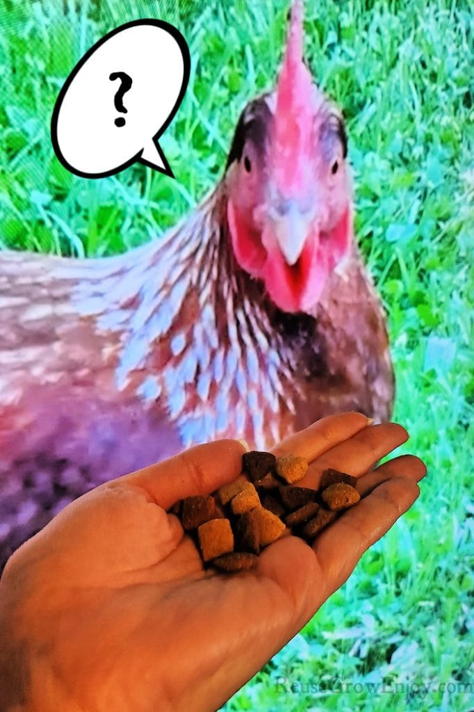 Can Chickens Eat Dog Food? A Chicken Guide To What Is Safe