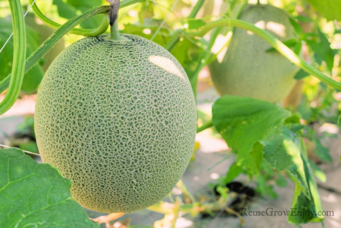 Cantaloupe hanging on vine