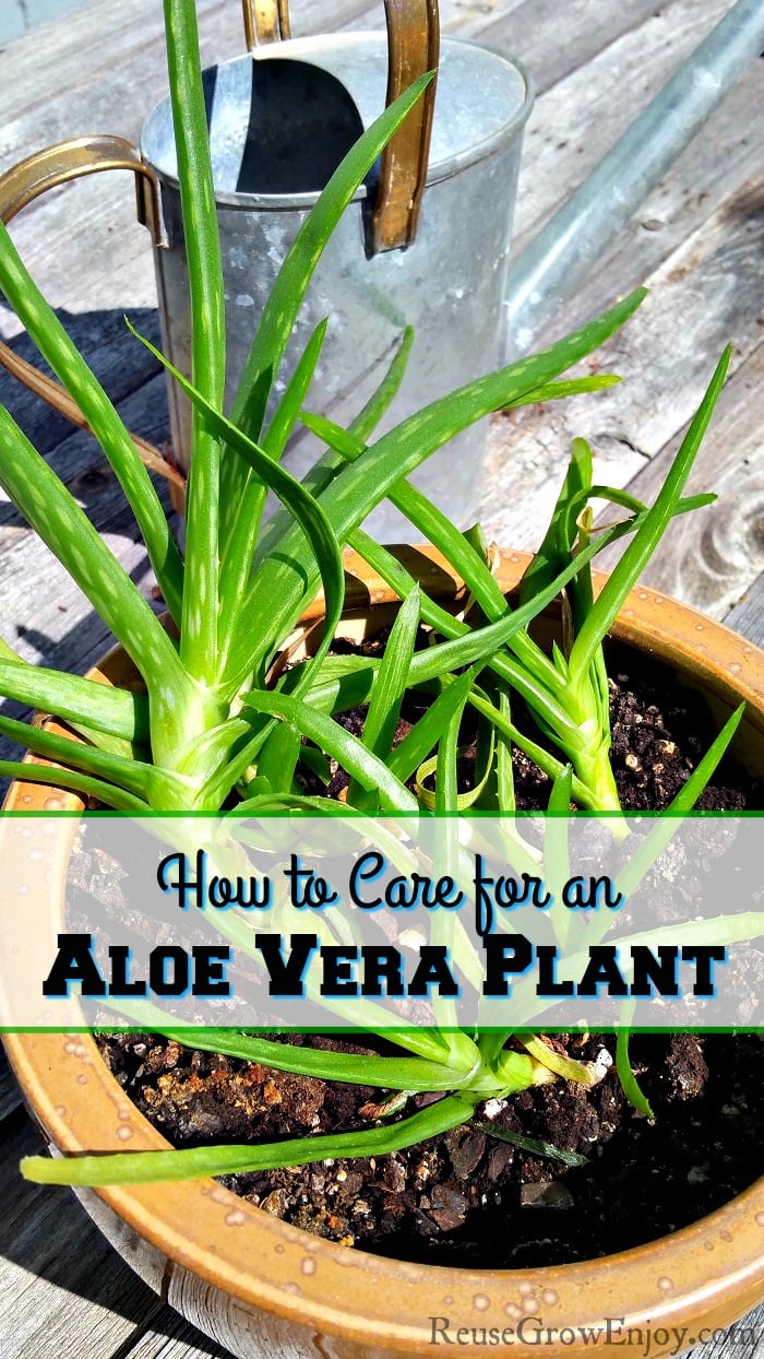 Aloe is so easy to care for, but they are highly beneficial as well! If you would like to keep an aloe plant in your home, you need to read my tips on How to Care for an Aloe Vera Plant!