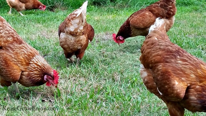 Chickens Eatting Grass And Bugs